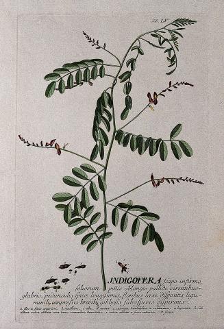Botanical illustration of Japanese Indigo