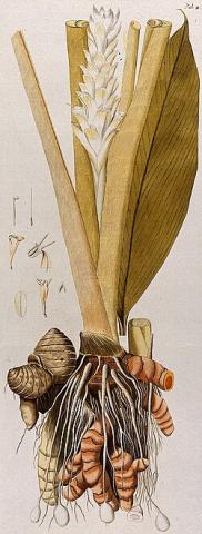 Botanical illustration of turmeric