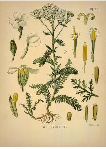 Botanical illustration of yarrow