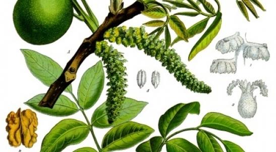 Botanical Illustration page from Kohler's Medical Plants. This illustration features a blooming walnut branch crossing the page diagonally from the lower left corner to the upper right corner and a stem of leaves crossing in the opposite direction from the center bottom of the page to the upper left corner. Spread along the bottom edge of the page are cross sections of the hull, shell, and meat of the plant. In the upper left corner two green circular hulls float above the branch and leaves.